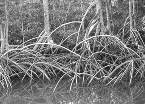 Mangrovenwald - Kinderstube vieler Fischarten