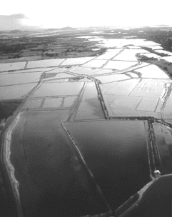 Shrimps-Farm in Honduras